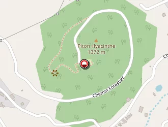 Carte de Cryptomeria à Tampon (le)